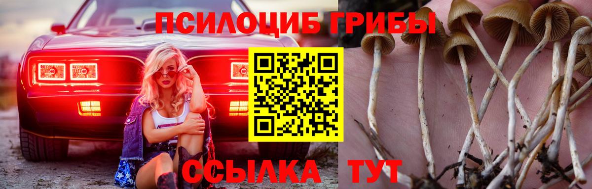 Галлюциногенные грибы Cubensis  Вход с VPN  Лениногорск 